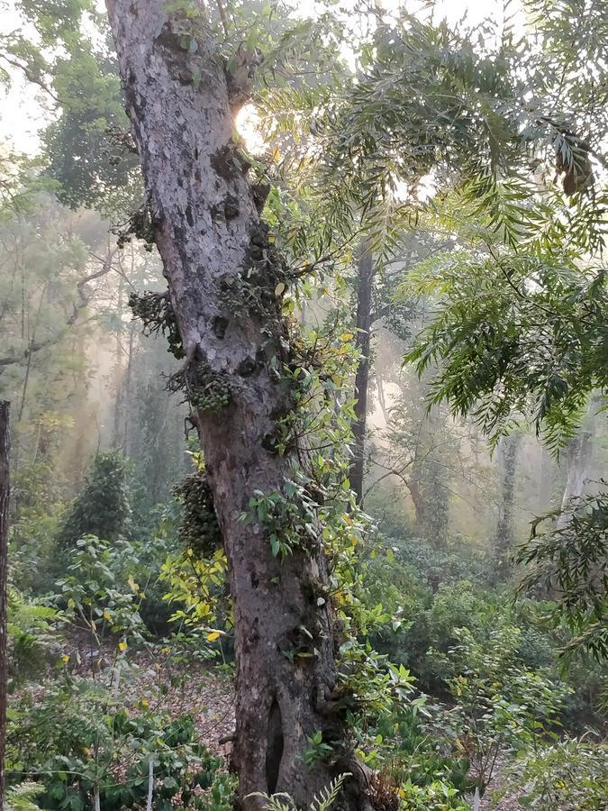 The Birchwood Retreat, Madikeri Hotel Bagian luar foto
